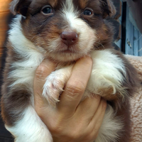 Pastore australiano- Australian shepherd
