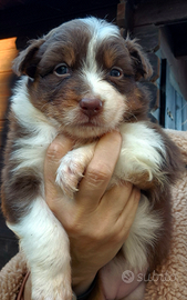 Pastore australiano- Australian shepherd