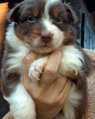 Pastore australiano- Australian shepherd
