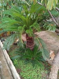 Cycas 