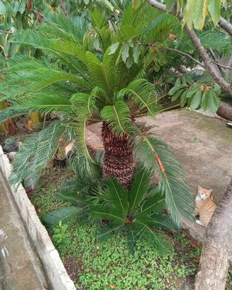 Cycas 