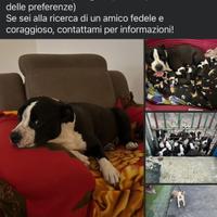 Cuccioli di American staffordshire
