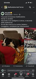 Cuccioli di American staffordshire
