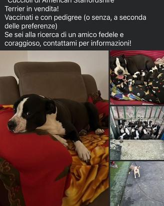 Cuccioli di American staffordshire
