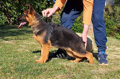 Pastore tedesco cuccioli