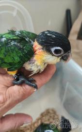 Caicco testa nera