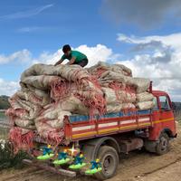 Plastica per vigneto