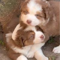 Pastore australiano Australian Shepherd cuccioli