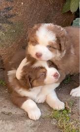 Pastore australiano Australian Shepherd cuccioli