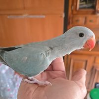 Parrocchetti dal colare