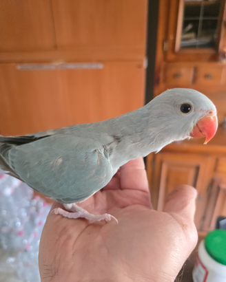 Parrocchetti dal colare