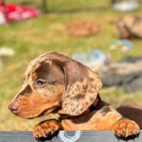 Cuccioli di bassotti merle maschi e femmine