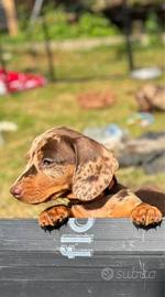 Cuccioli di bassotti merle maschi e femmine