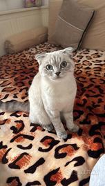 Gatti british e scottish