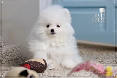 Pomerania bianco maschietto disponibile