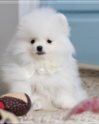 Pomerania bianco maschietto disponibile