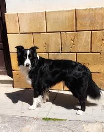 Border collie per monta
