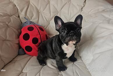 Cuccioli di Bulldog Bouledogue Francese