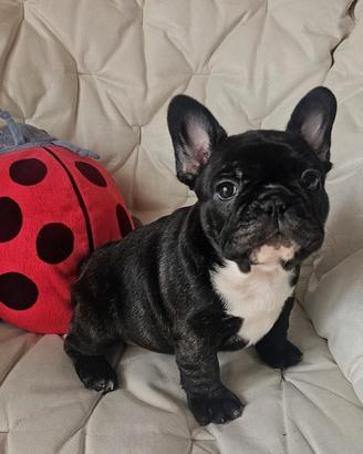 Cuccioli di Bulldog Bouledogue Francese