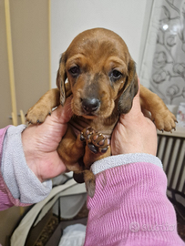 Cuccioli di bassotto