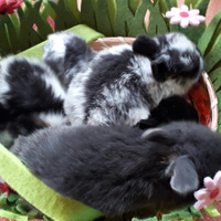 Coniglietti nani ariete e testa di leone