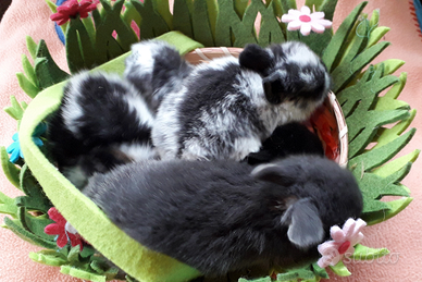 Coniglietti nani ariete e testa di leone