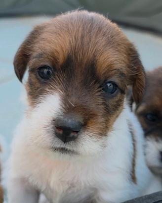 Jack Russell Terrier pedigree ENCI - broken/ruvidi