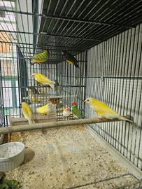 Diamanti di gould