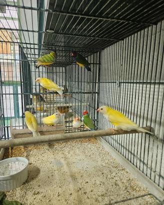 Diamanti di gould