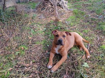 Cucciolo American pit bull terrier maschio