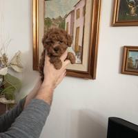 Barboncino Red cucciolo