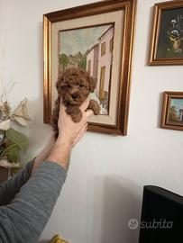 Barboncino Red cucciolo