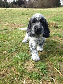 Cocker spaniel tricolor
