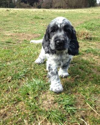 Cocker spaniel tricolor