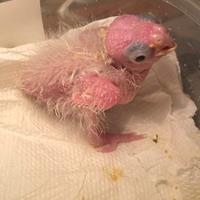 Pullo Calopsite pezzato cannella serie bianca