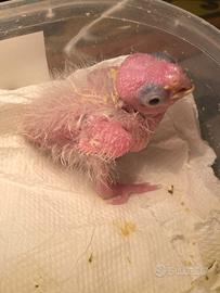 Pullo Calopsite pezzato cannella serie bianca