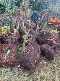 Zolle di piante da siepe rampicanti da piantare