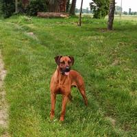 Rhodesian ridgeback
