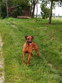 Rhodesian ridgeback
