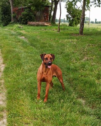 Rhodesian ridgeback