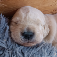 Cuccioli di Golden retriever