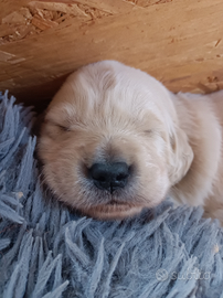 Cuccioli di Golden retriever