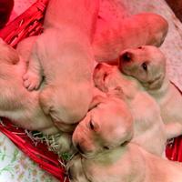 Labrador color miele