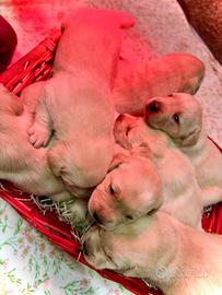 Labrador color miele