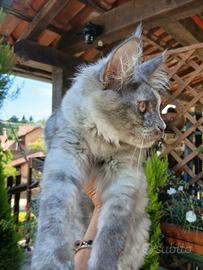 Dolcissima cucciola di Maine Coon con pedigree