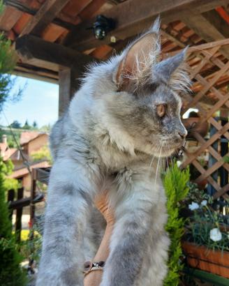 Dolcissima cucciola di Maine Coon con pedigree
