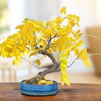 Bonsai glicine