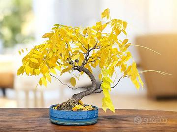 Bonsai glicine