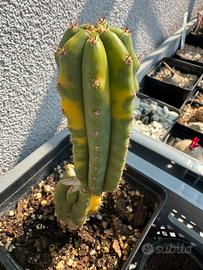 Talea Pachanoi Jambo variegato