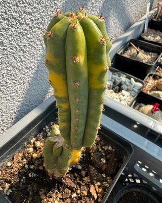 Talea Pachanoi Jambo variegato